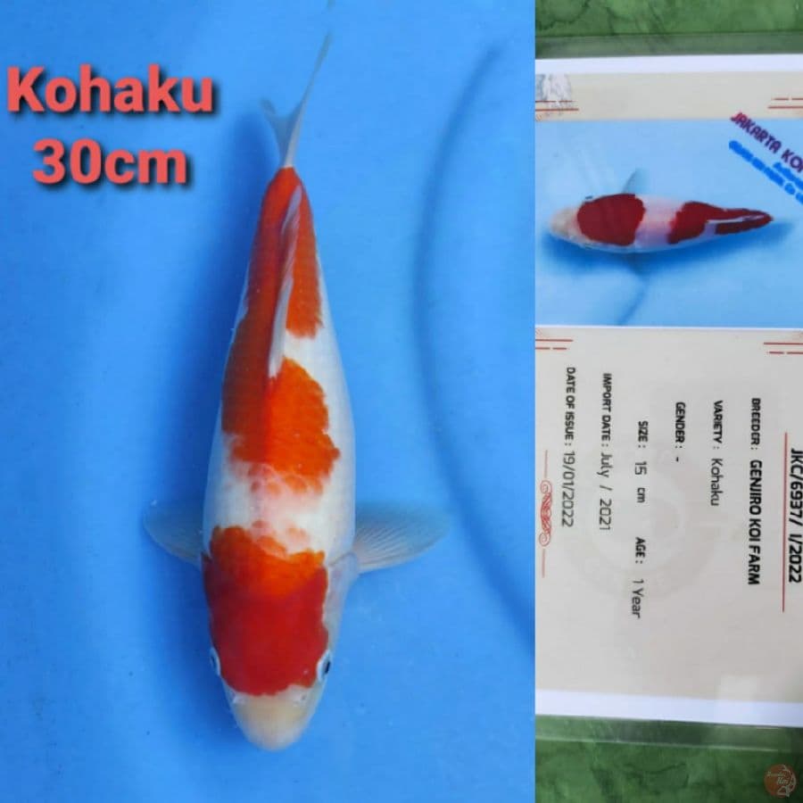 GENJIRO KOHAKU 30CM SERTI