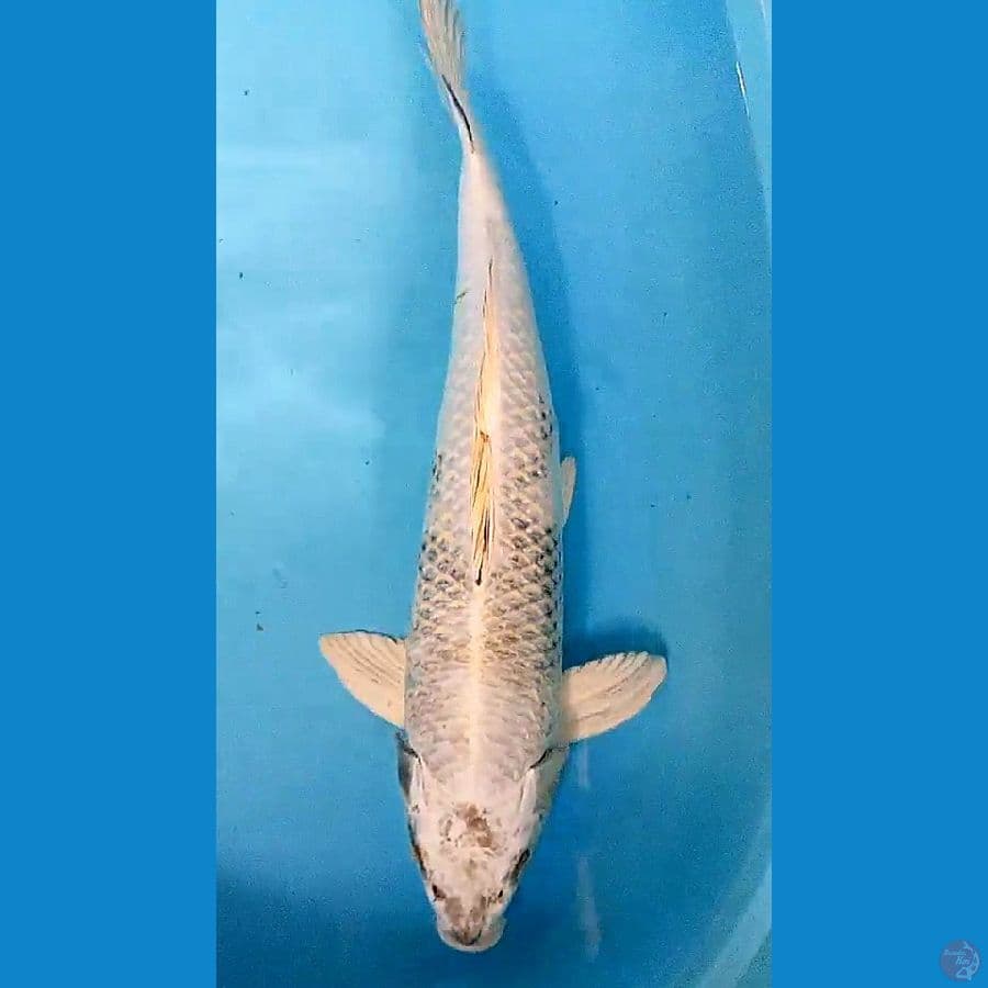 Kin shiro jumbo male 50 bu/48 cm