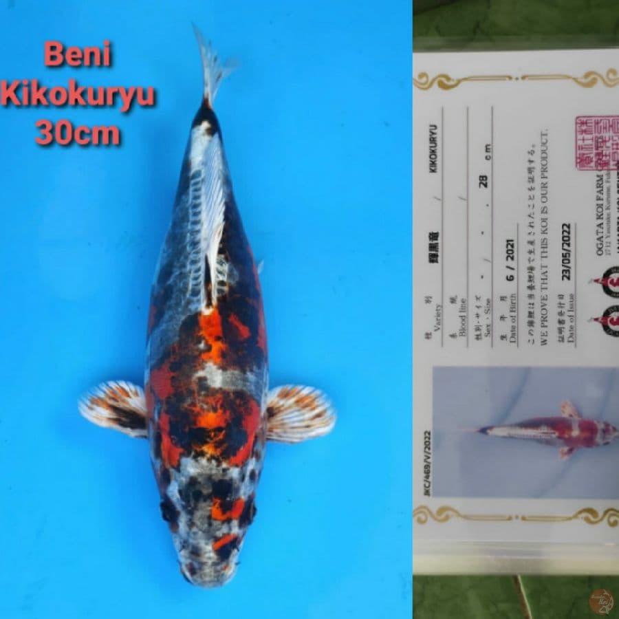 OGATA BENI KIKOKURYU 30CM SERTI