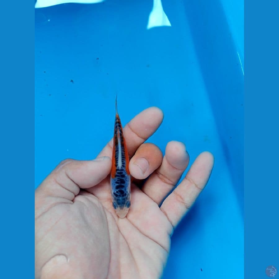 minion shusui 11cm