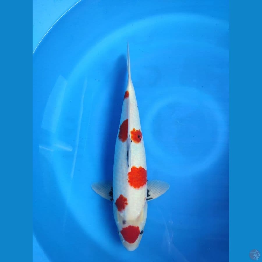 maruten kindai showa 47cm jantan