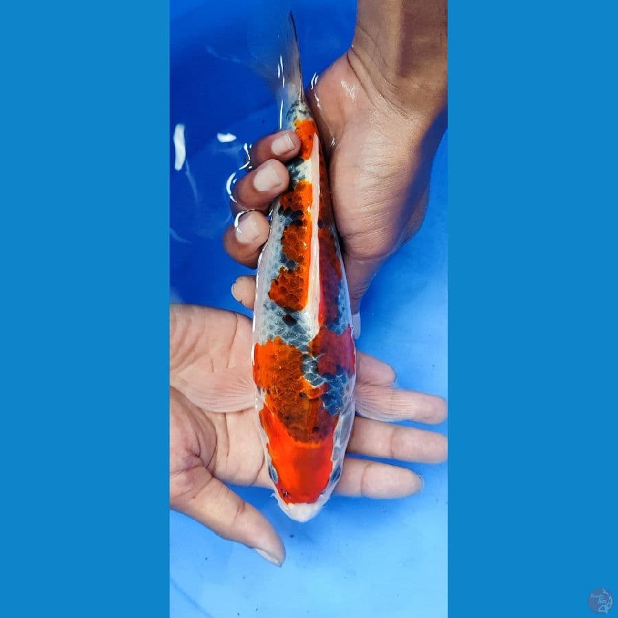 Goshiki Racing 25CM