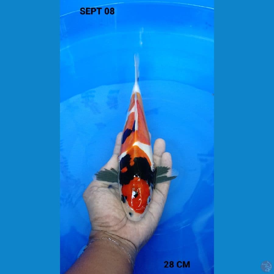 showa doitsu murni halus 28cm