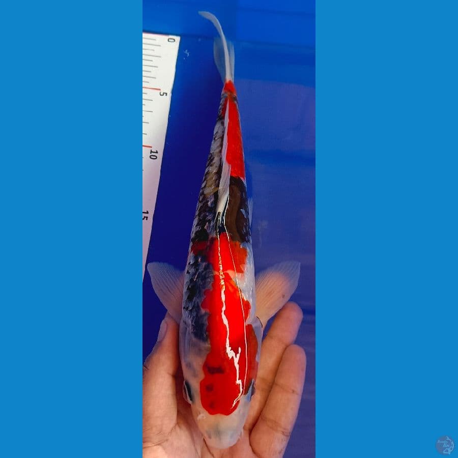 showa 31cm