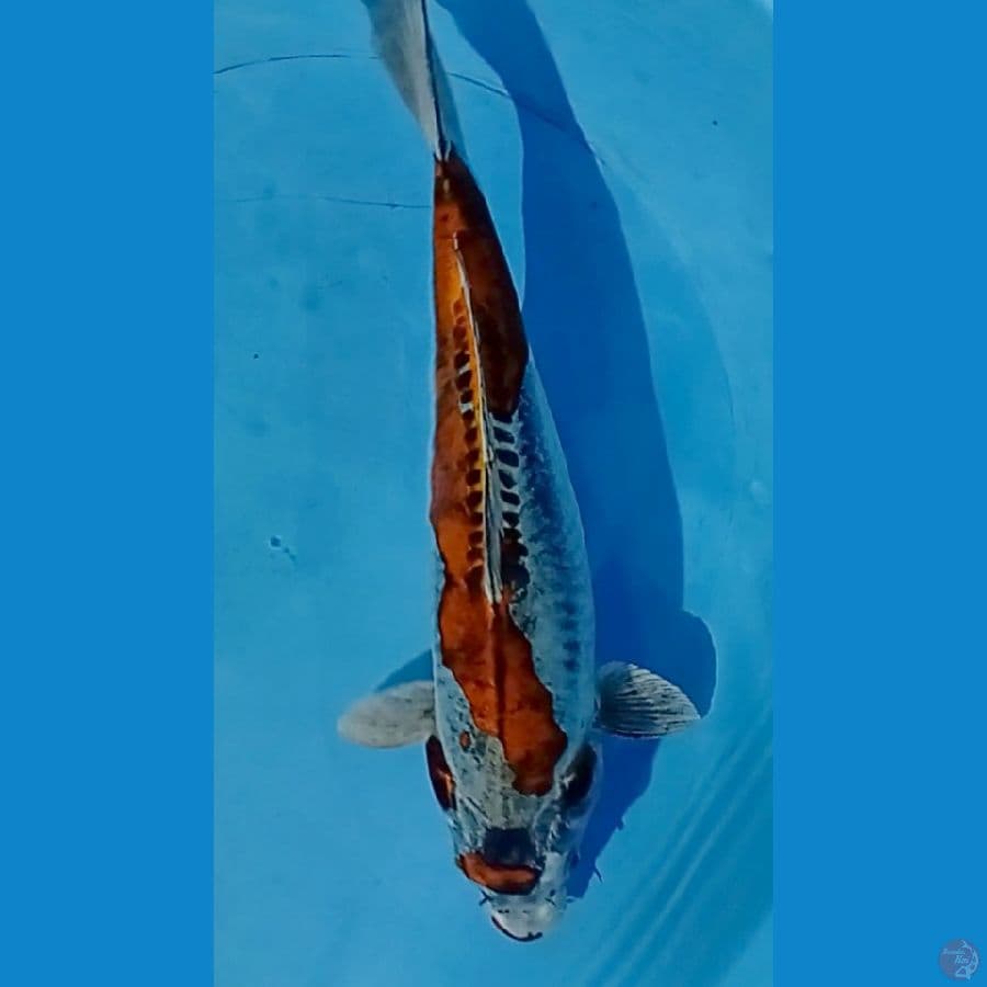 kiko 39 cm