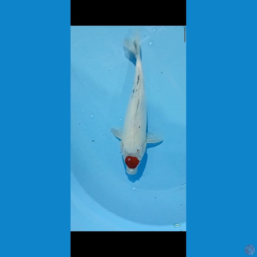 tancho showa 37 cm