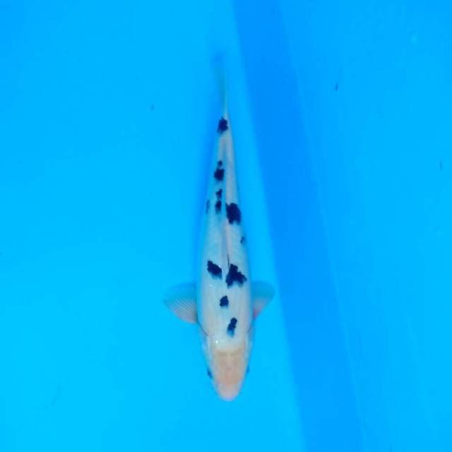 Bekko
