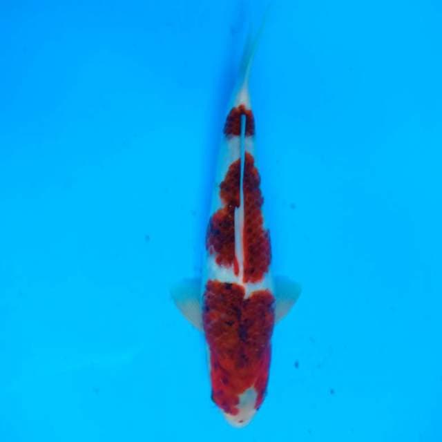 Budo Goromo