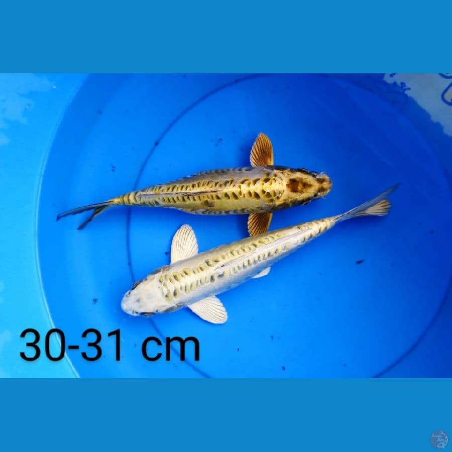 doits 30-31 cm