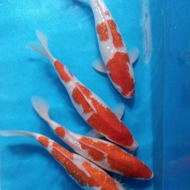 Kohaku Ginrin 4 ekor