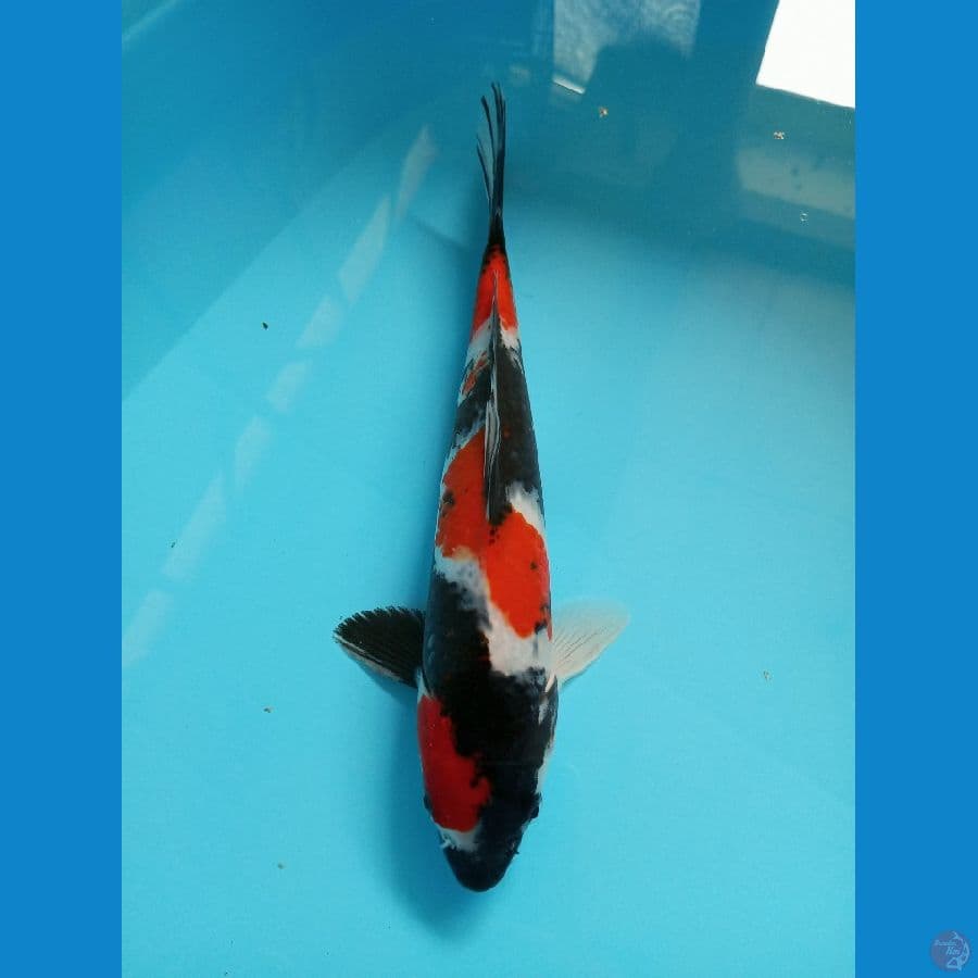 Showa HQ - 28cm Male