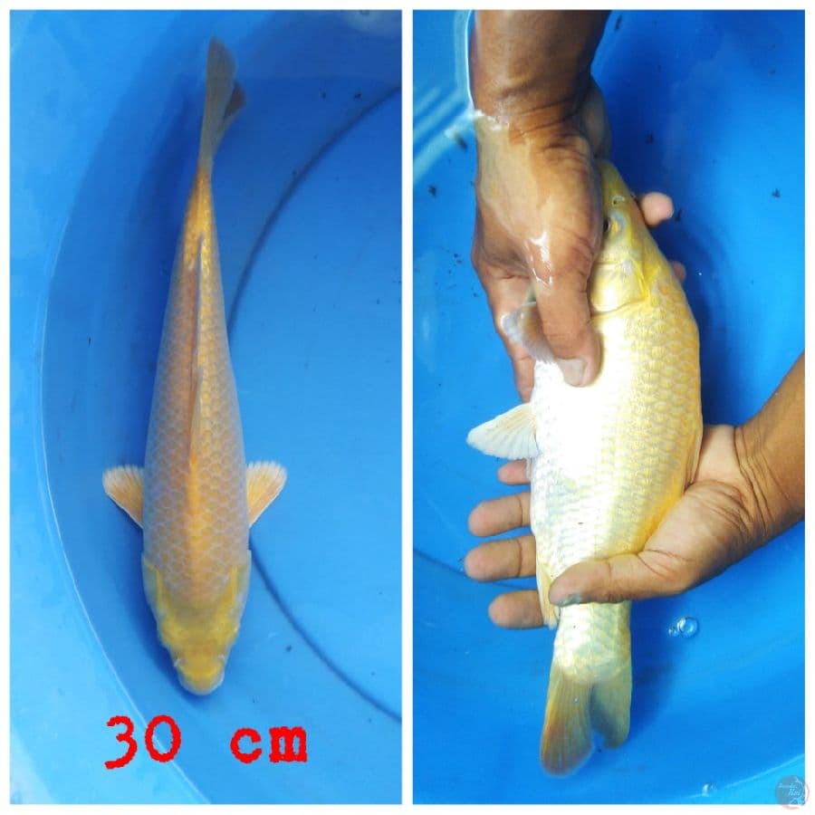 karashi ginrin mata merah punuk 30 cm