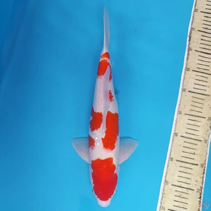 Kohaku Ganteng ~40