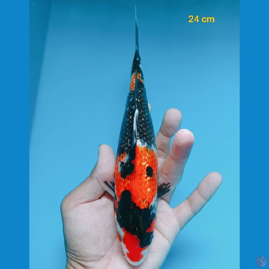 Shogin 24 cm