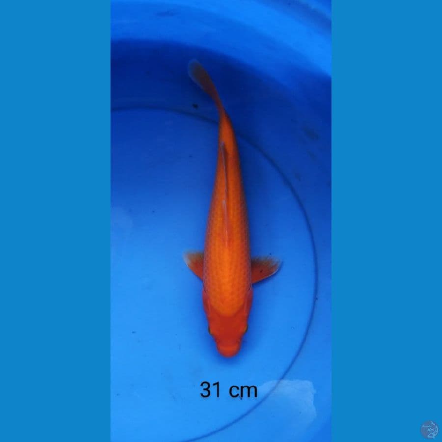red karashi 31 cm