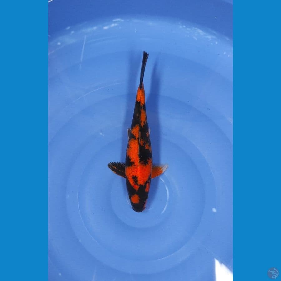 30 CM ~ UTSURI