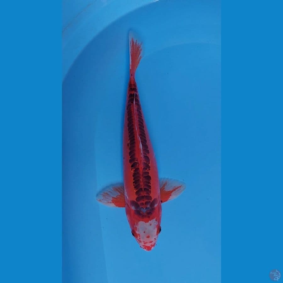 hi shusui 40 cm