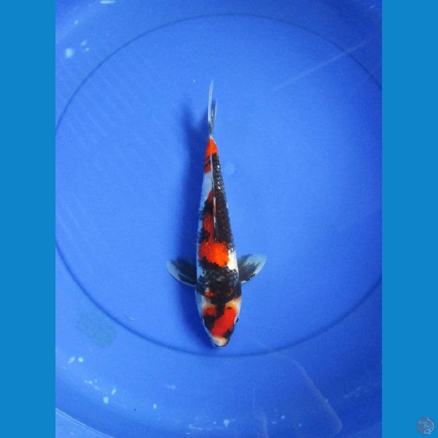 Showa 28cm