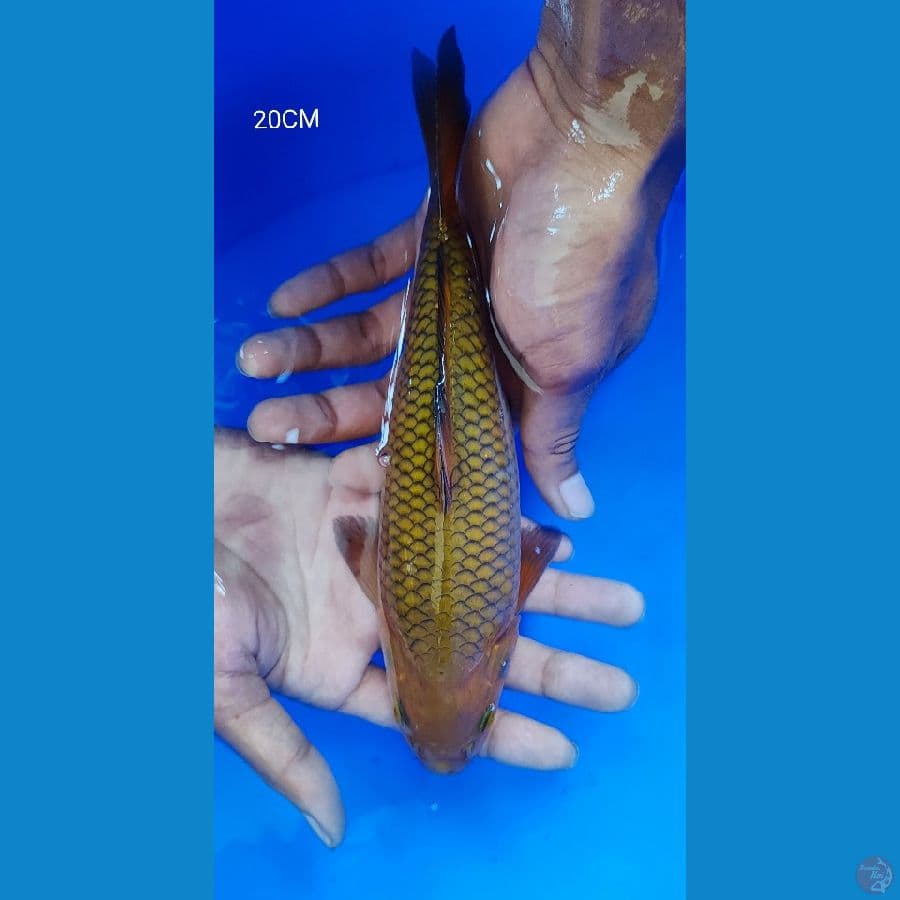 ChagoiBulky 20CM