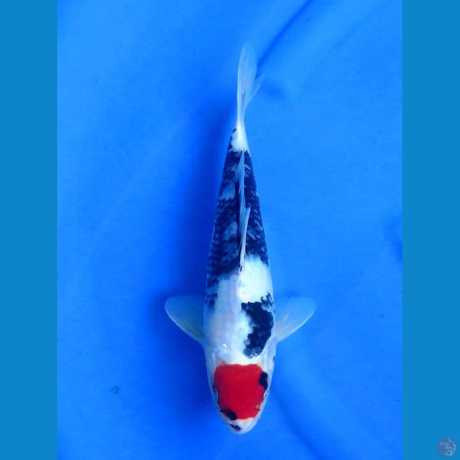 30cm , Red Tancho
