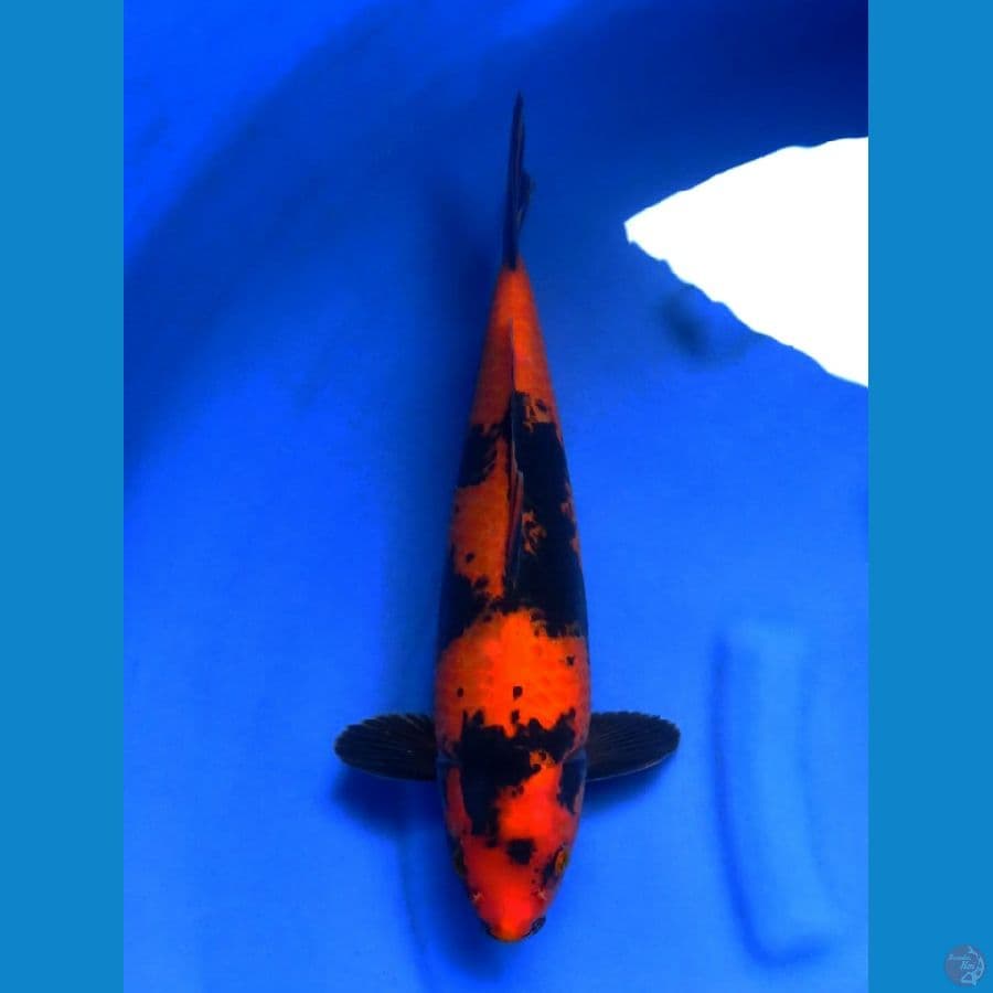 41cm , Hi Utsuri Halus