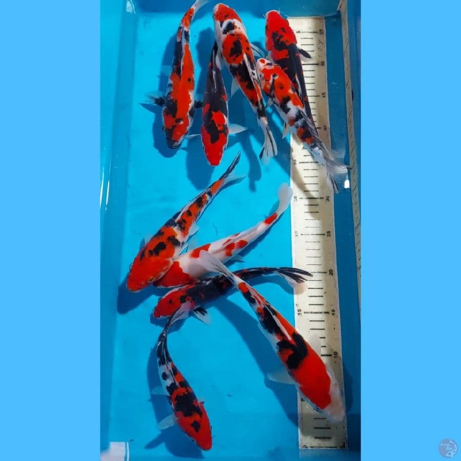 SANKE SHOWA KOHAKU 18-25 CM