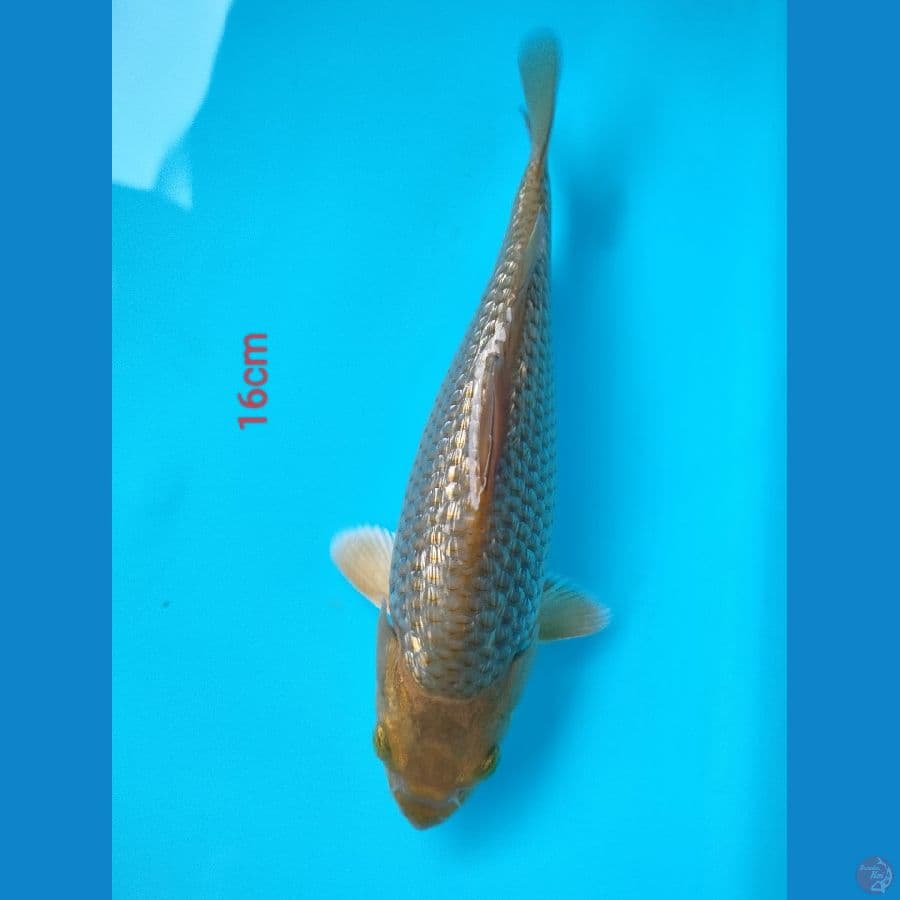 karamel 16cm ginrin