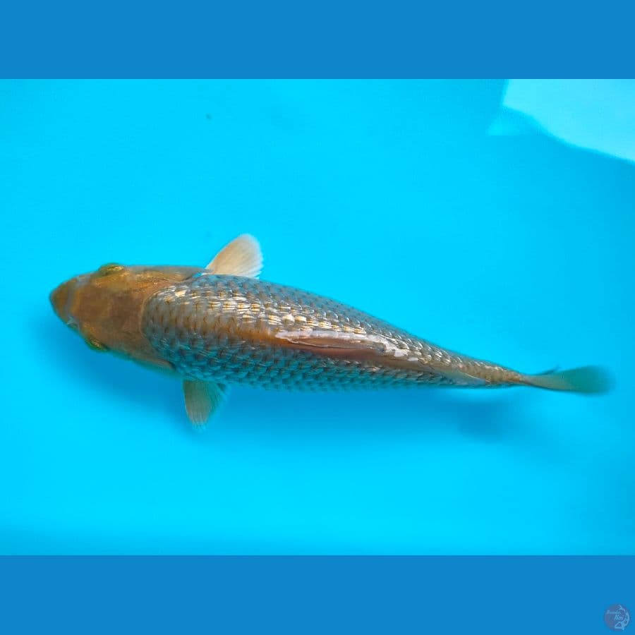 karamel 16cm ginrin