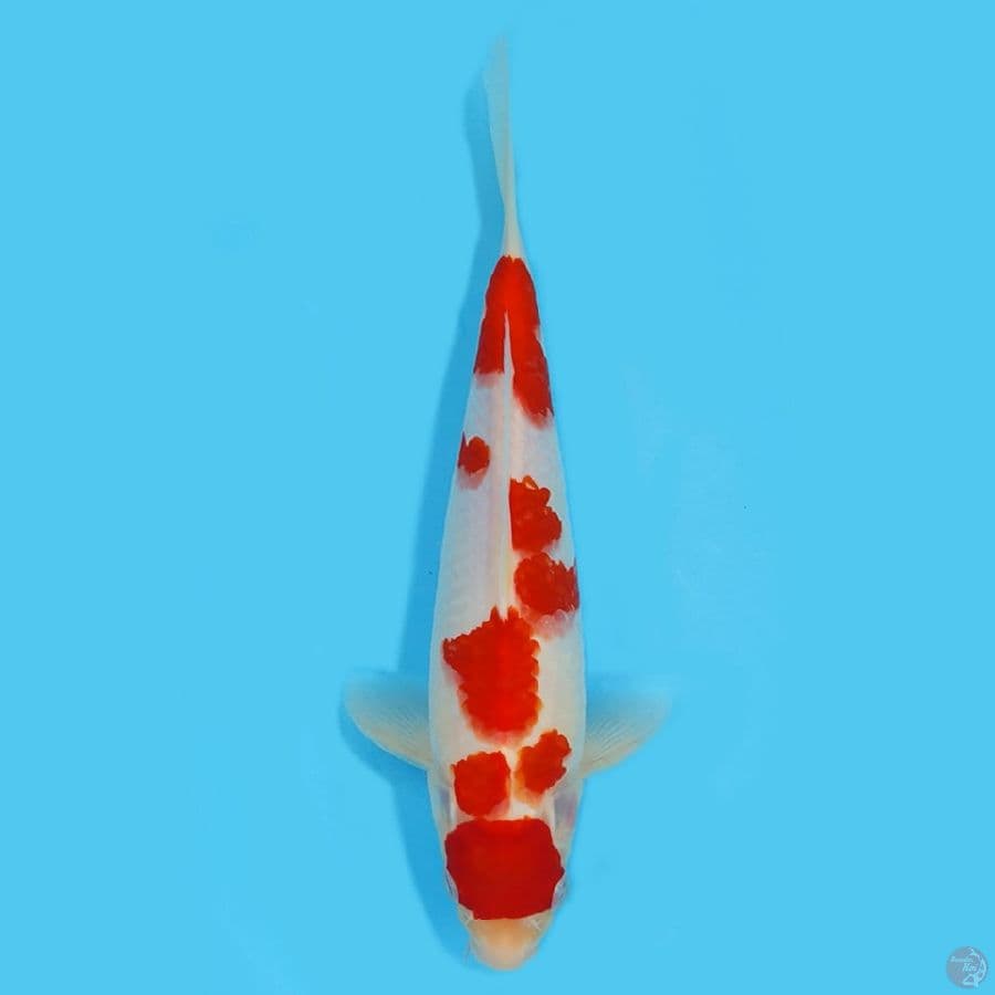 Kohaku maruten HQ 27cm Female