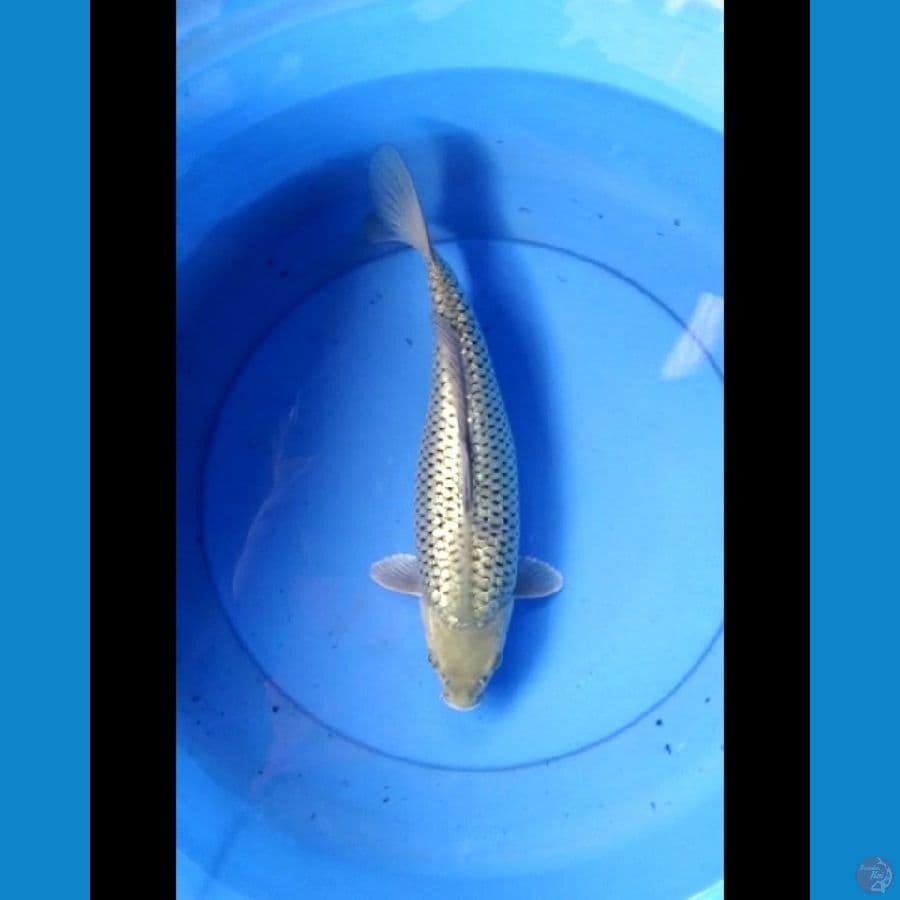Soragoi ginrin 35 cm bulky