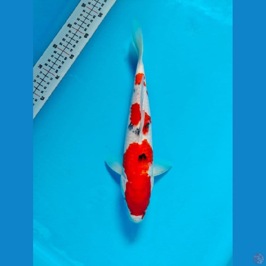 sanke 33cm