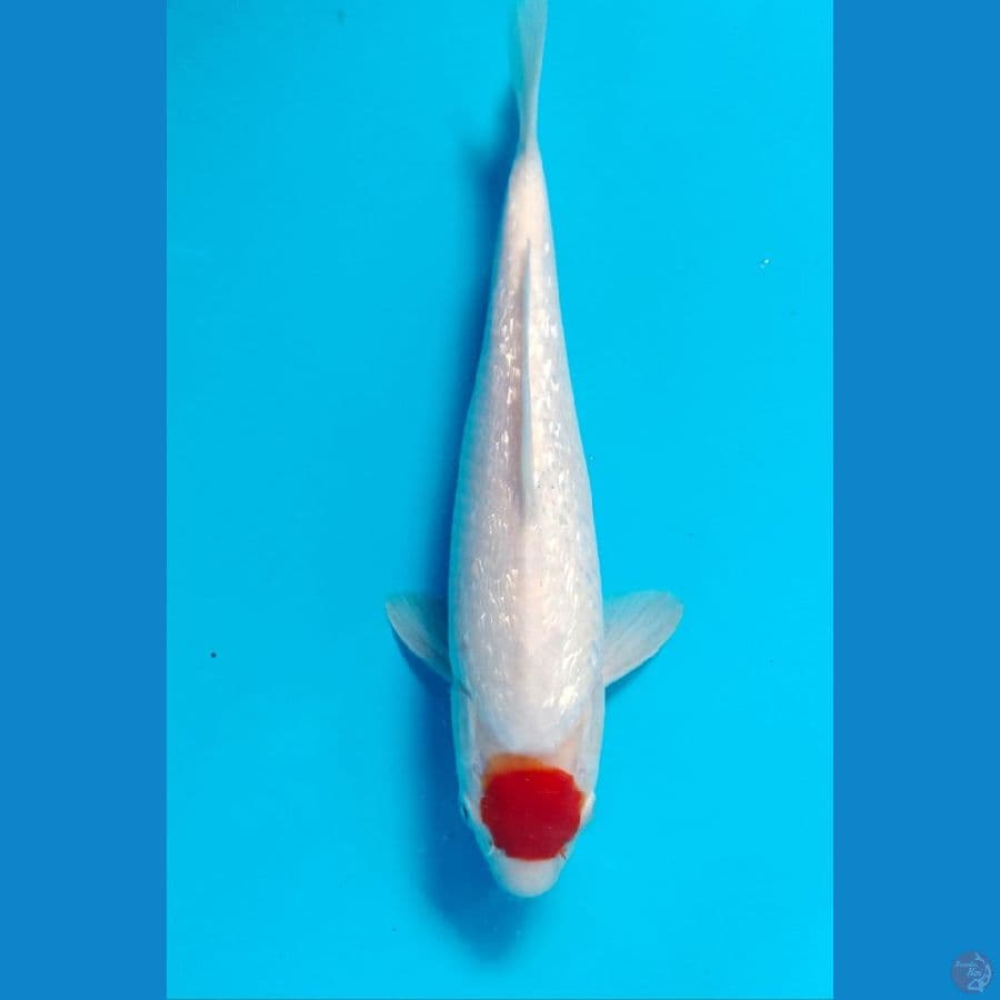 tanco 27cm