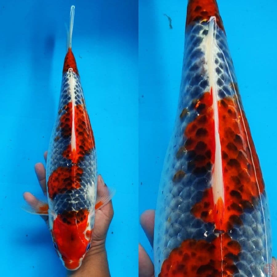 1. goshiki Joz //// 40cm