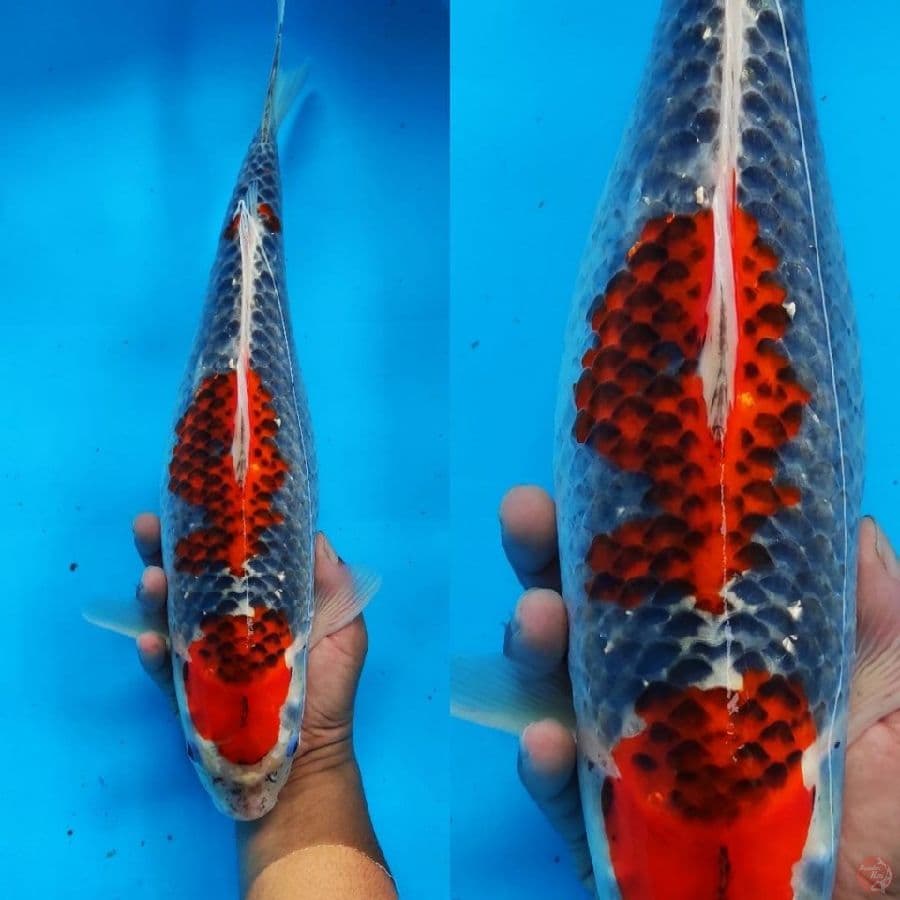 3. ghosiki joz ////39cm