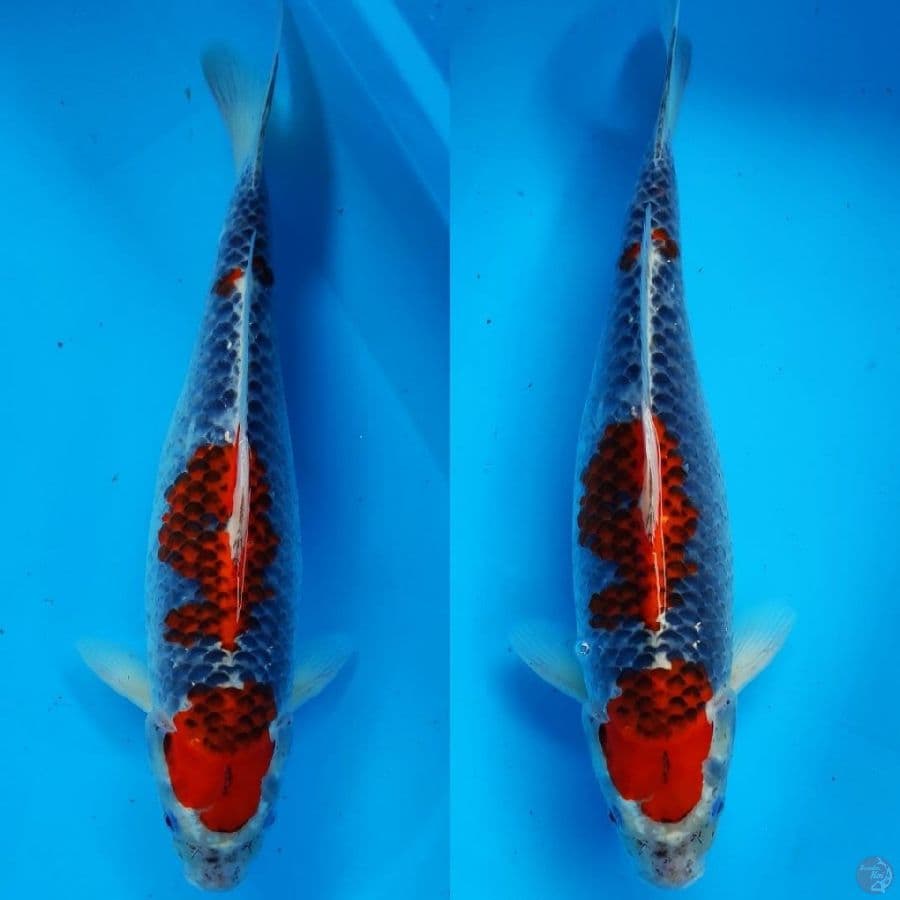 3. ghosiki joz ////39cm