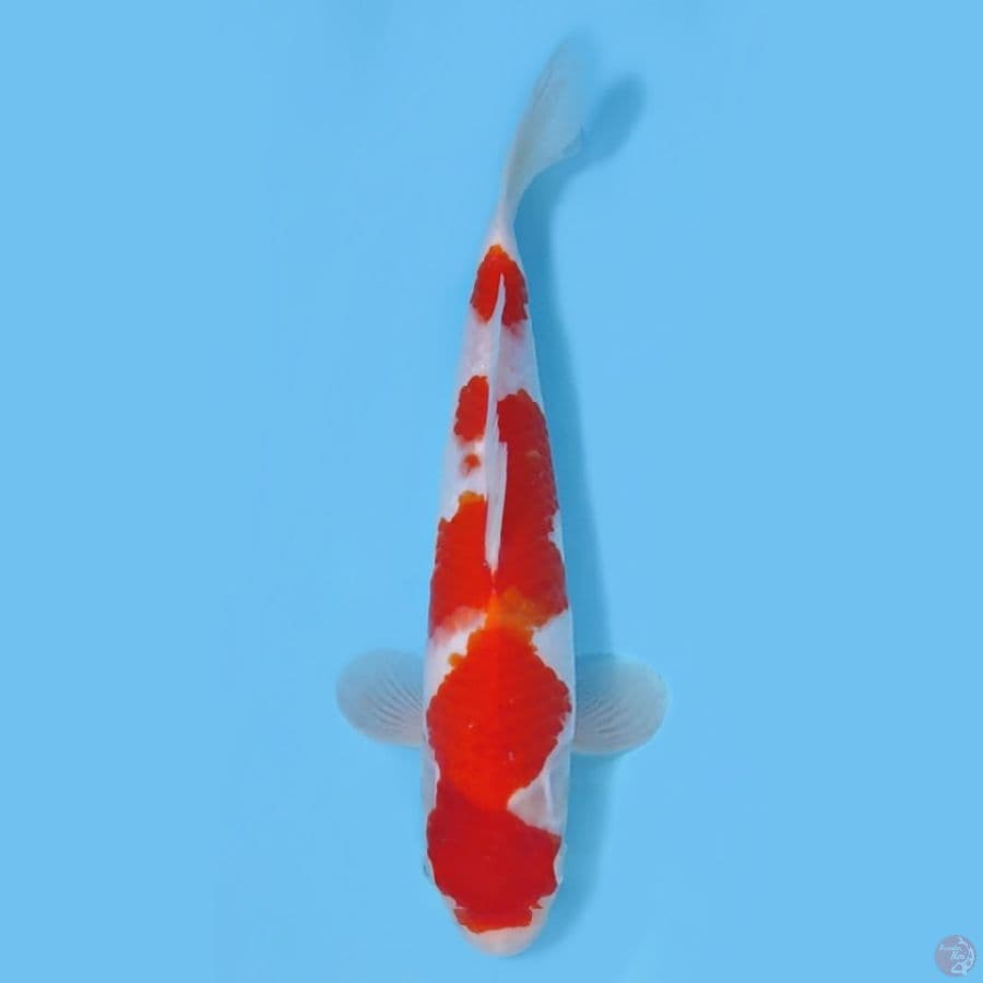 KOHAKU HQ~32cm/FEEMALE~