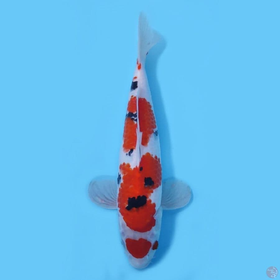 SANKE HQ~28CM/FEEMALE~