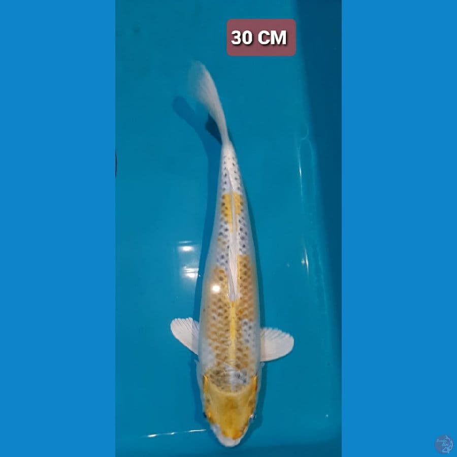 Hariwake 30 CM