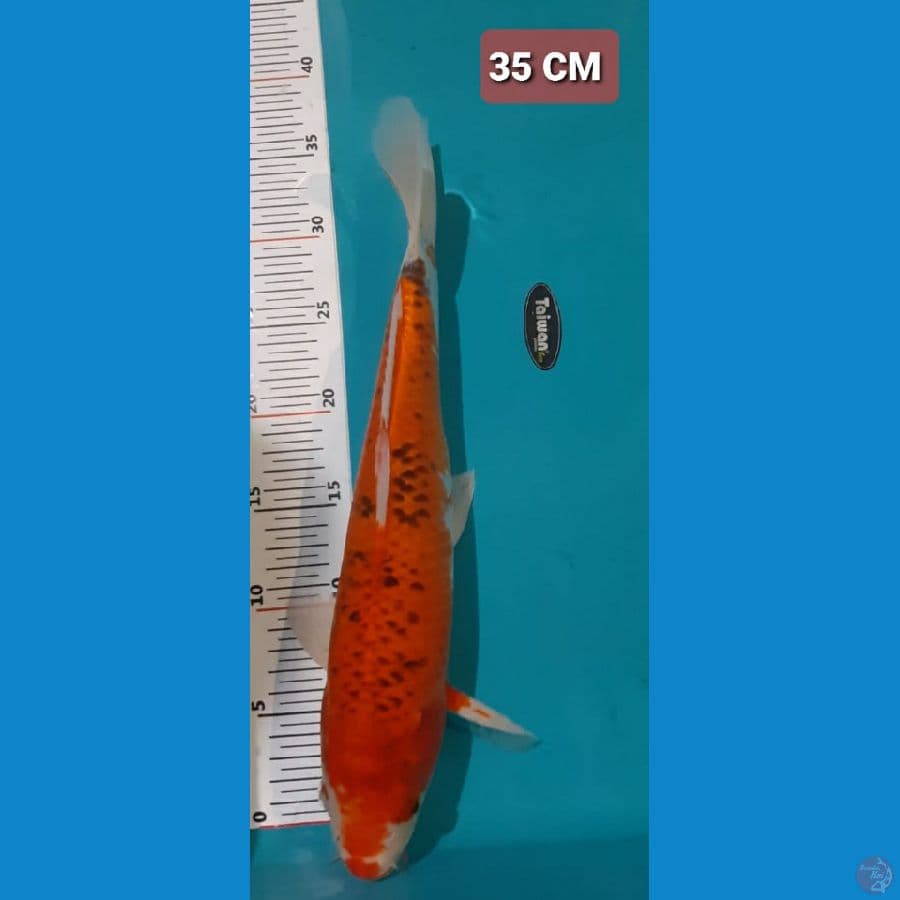 KUJAKU 35 CM