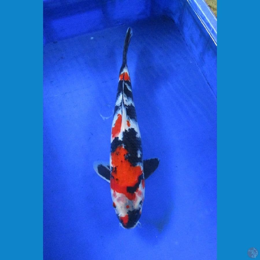 showa jantan ±34cm stronge