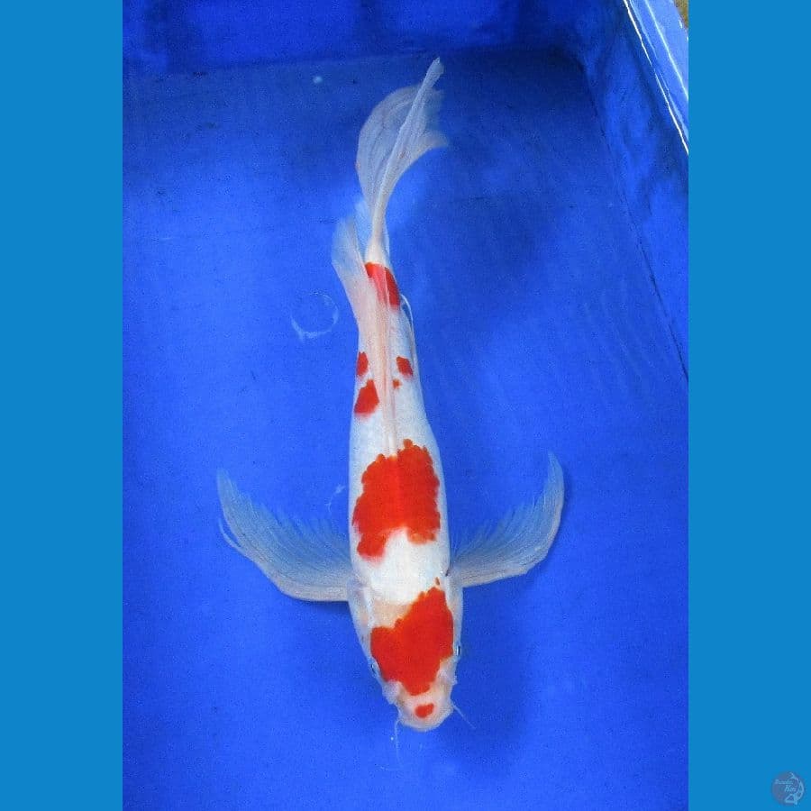 kumpay kohaku ±38cm