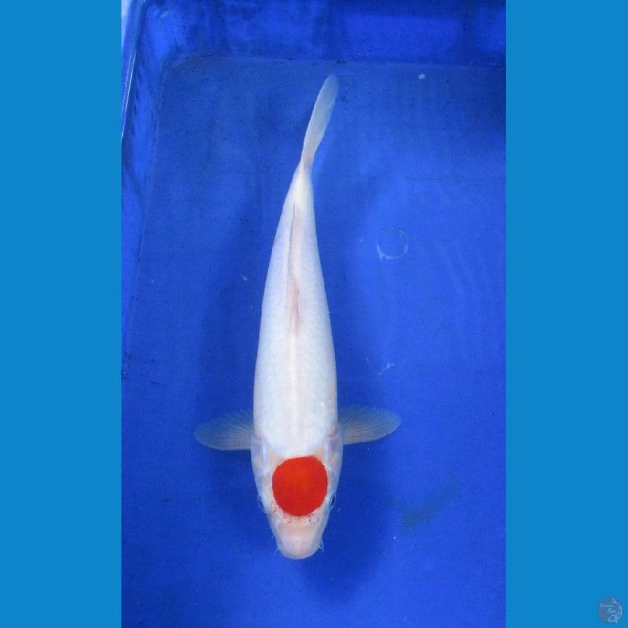 tancho ±36cm