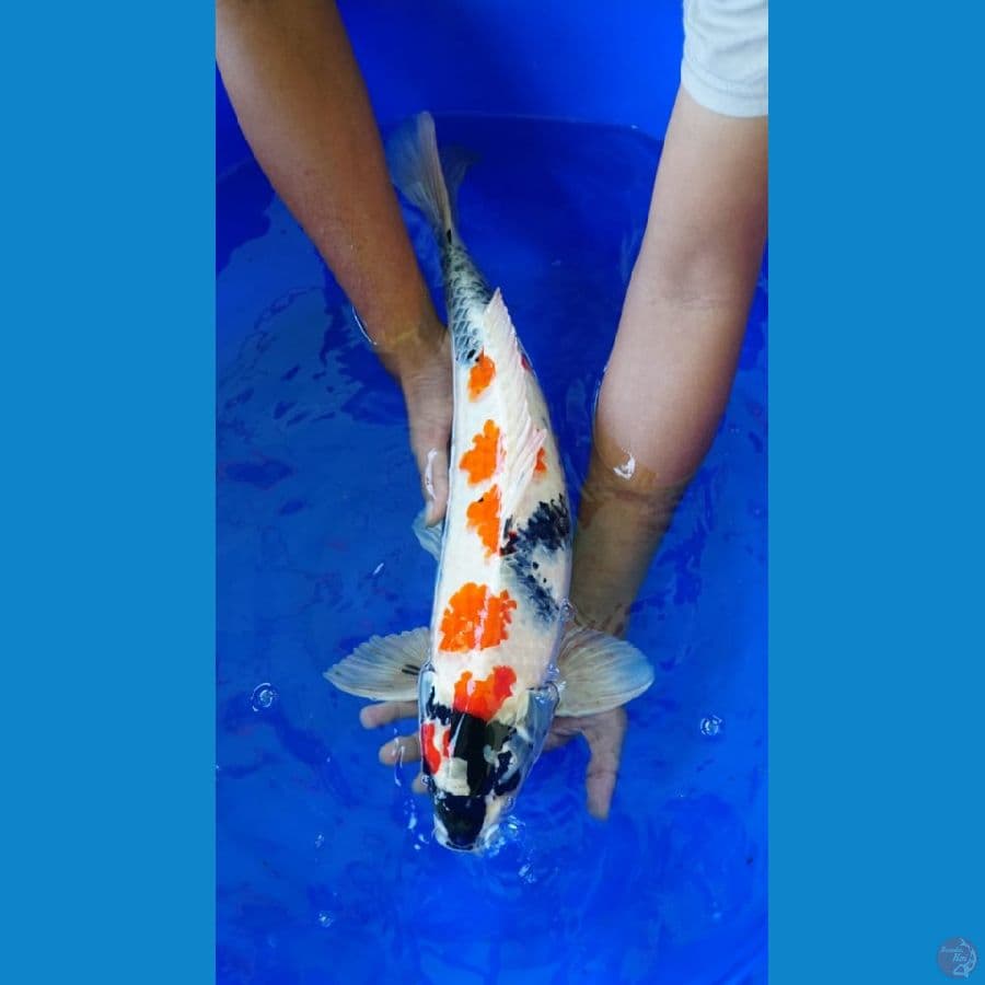 kindai showa hikari 56cm