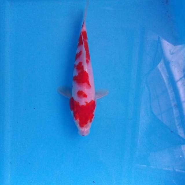 Kohaku
