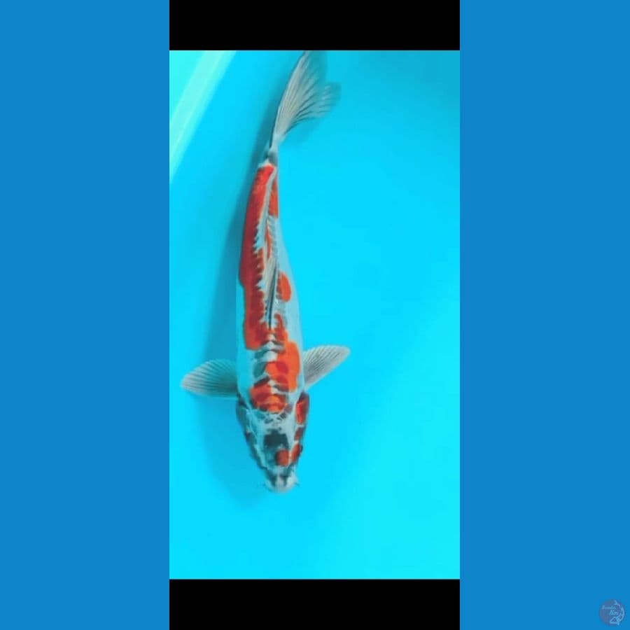 KIKO KURYU
