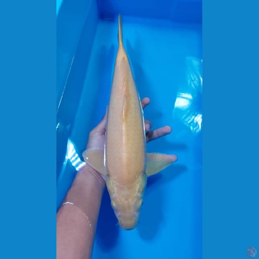 Krasi 41cm munok
