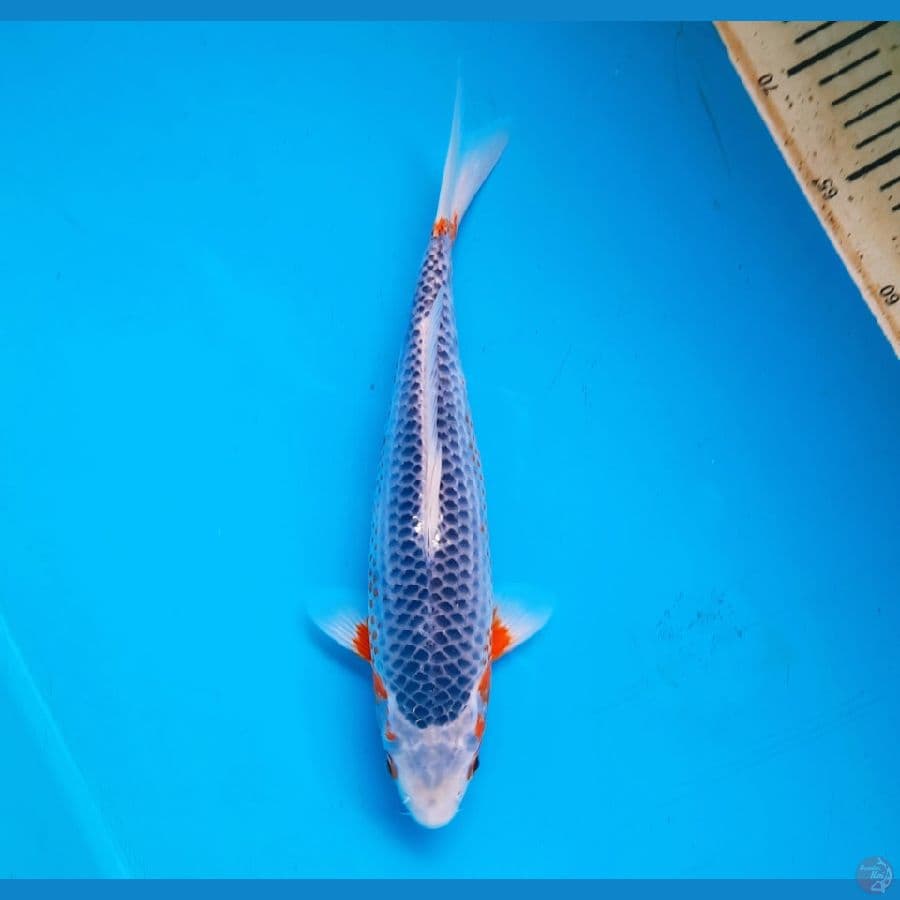 For Show Asagi 29cm Female
