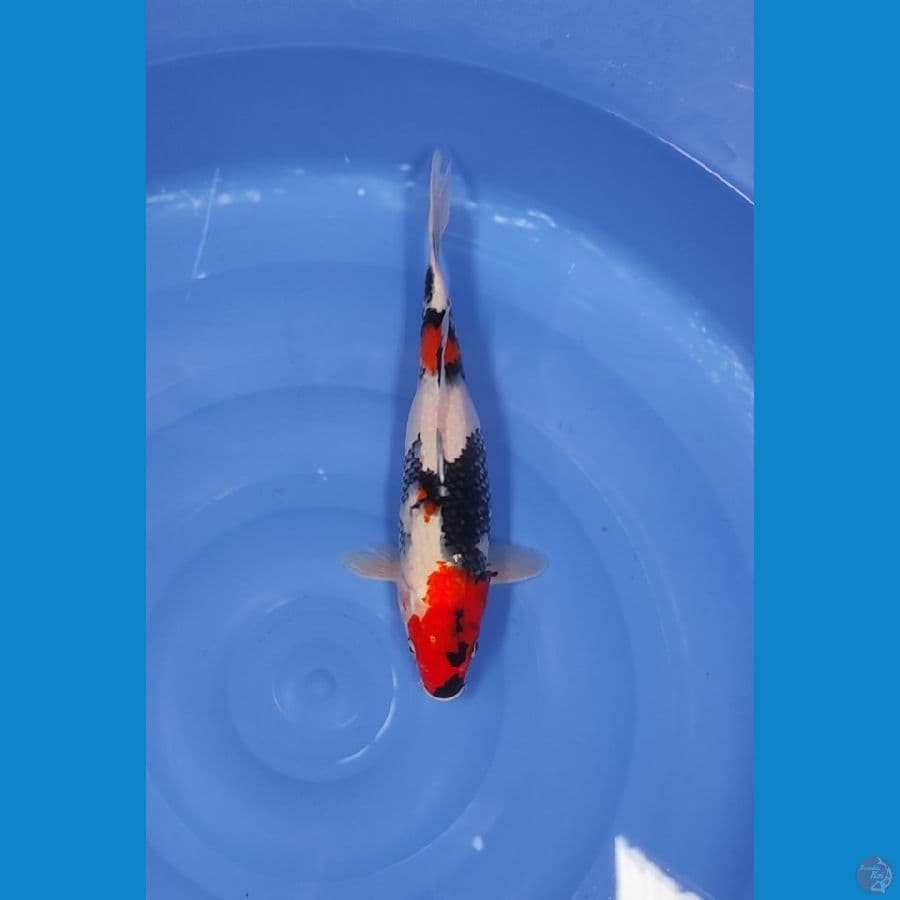 37 CM ~ SHOWA