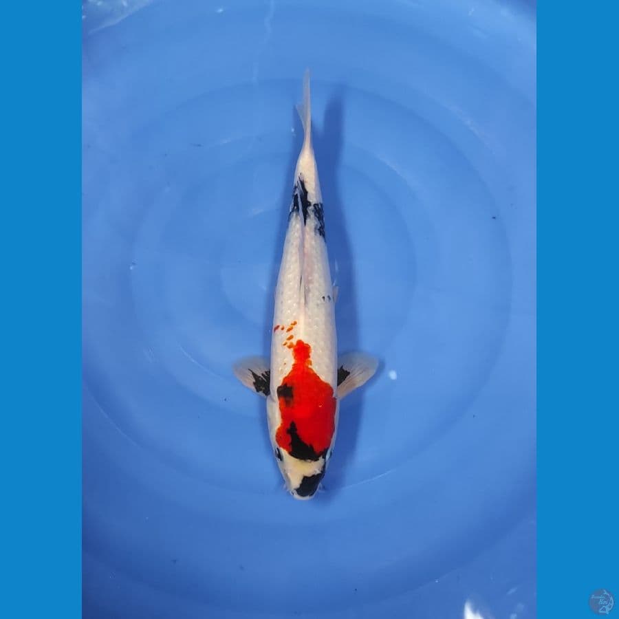 37 CM ~ MOTOGORO