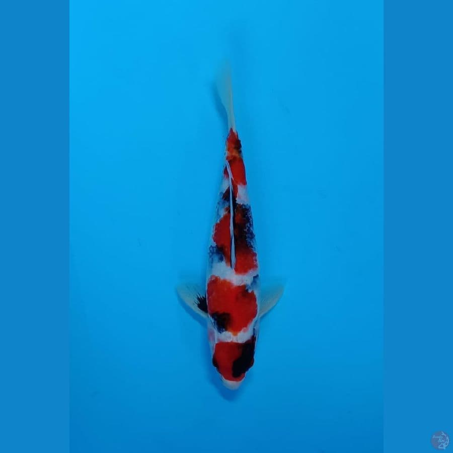 Hoky 2# Showa Maruten 27cm